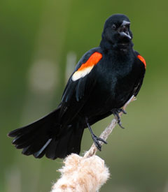 Little Orange and Black Bird