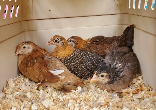 4 Pullets in a box